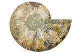Cut & Polished Ammonite Fossil (Half) - Madagascar #345640-1